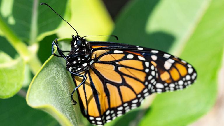 Monarch butterfly on milkweed leaf