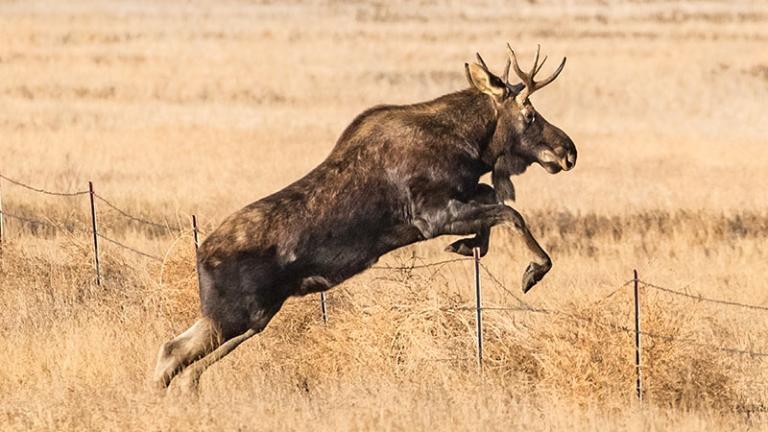 Moose jumping fence