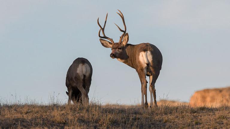 Mule deer buck near female