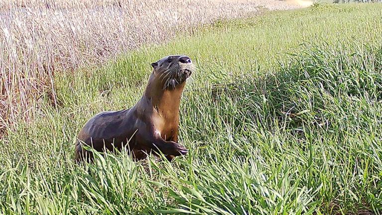 River otter in grass