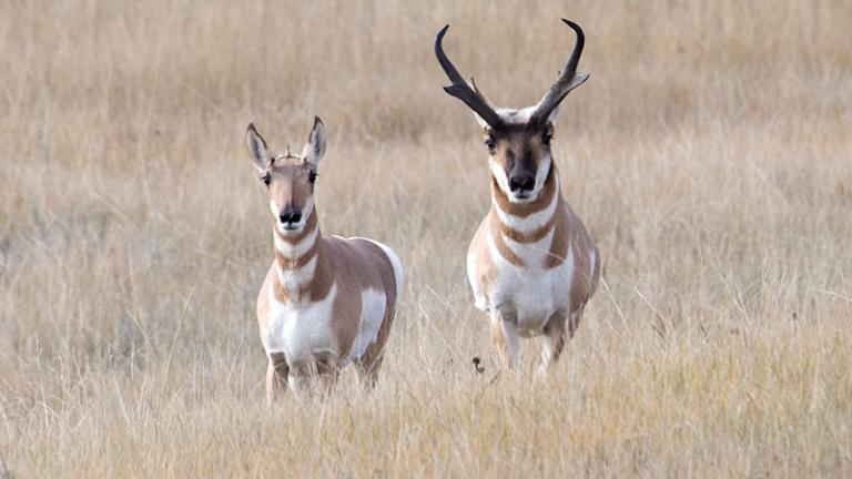 Female and mail pronghorn in fall