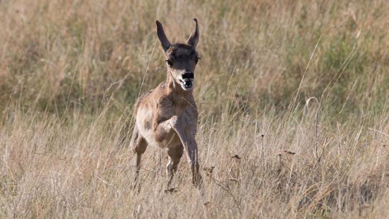 Pronghorn fawn running