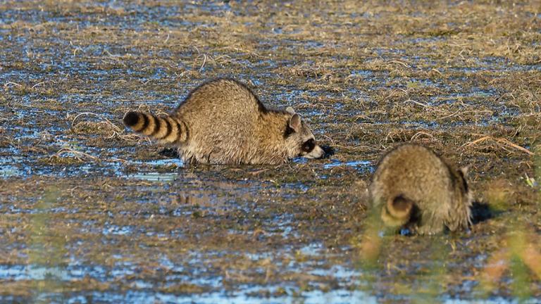 Two raccoons in a wetland