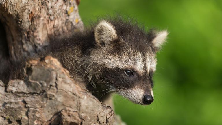 Young raccoon looking out of tree hole