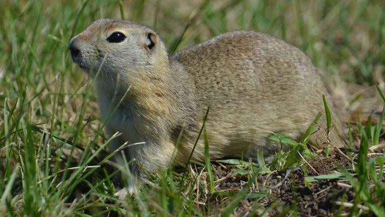Richardson's ground squirrel in grass