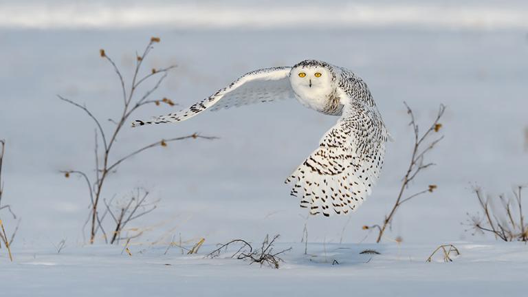 Female snowy owl flying over snow