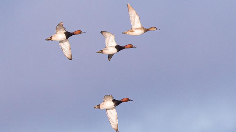 Three male and one female red heads flying