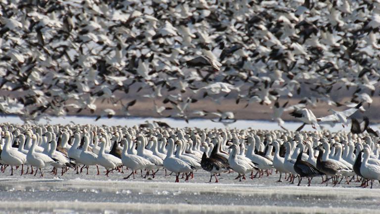 Snow goose flock - some flying, some standing on ice