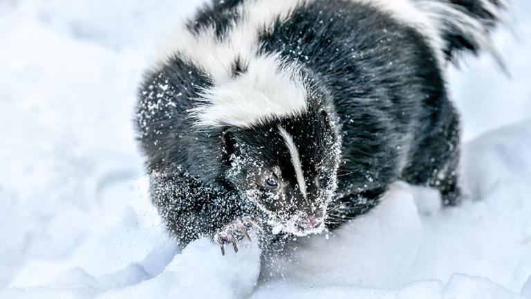 Skunk in snow
