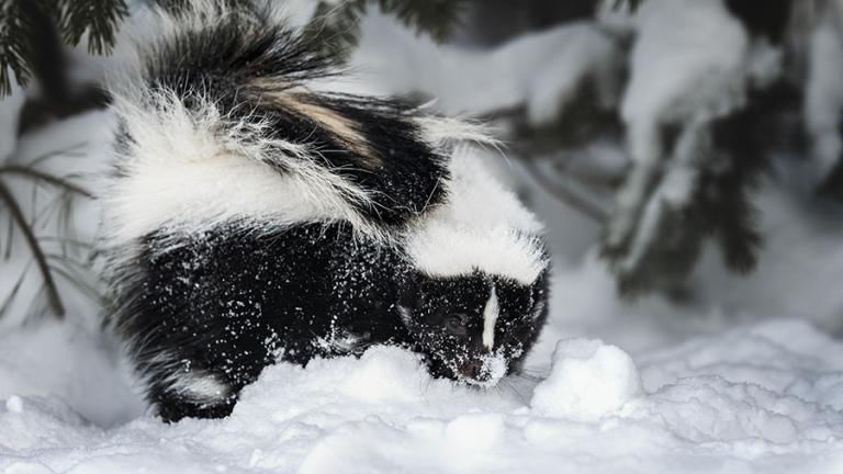 Skunk in snow