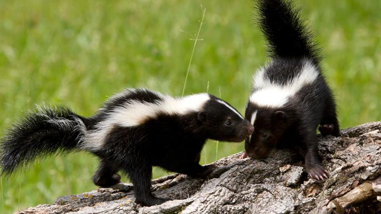Two young skunks on a log