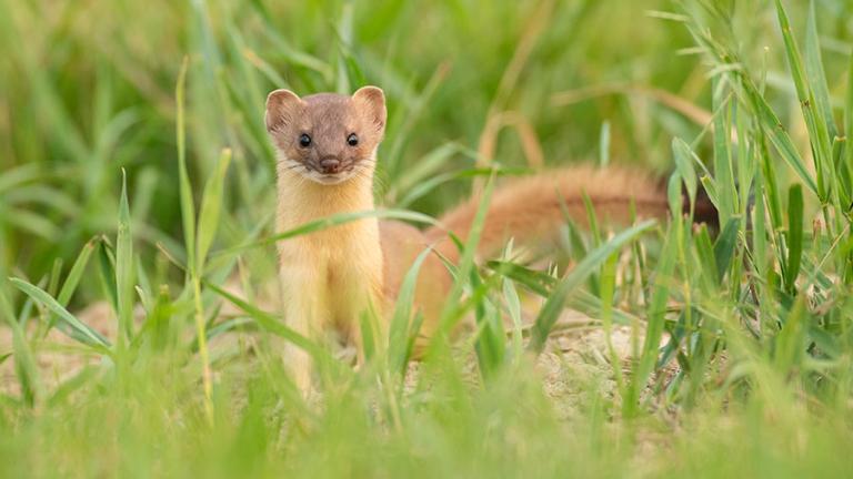 Long-tailed weasel in grass