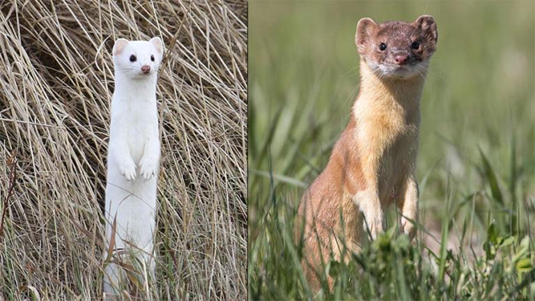 Weasel in winter coat (left) and summer coat (right)
