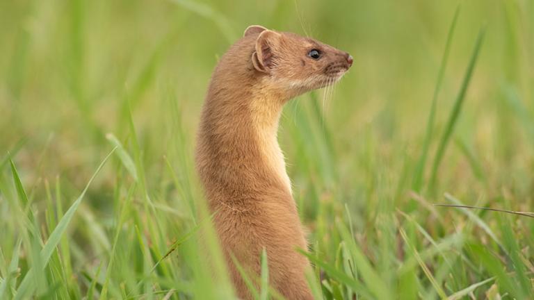 Long-tailed weasel in grass