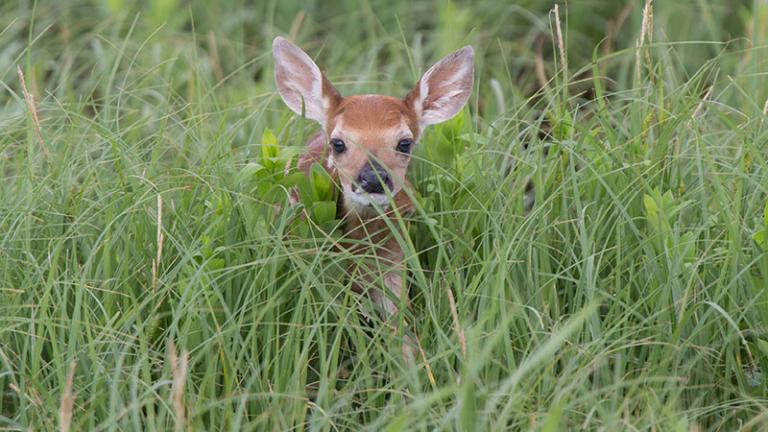 White-tailed fawn in tall grass