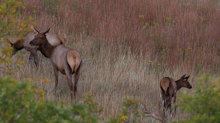 Young elk with 2 females