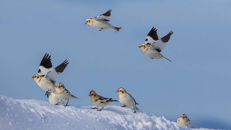 Snow bunting group in snow (Adobe stock)