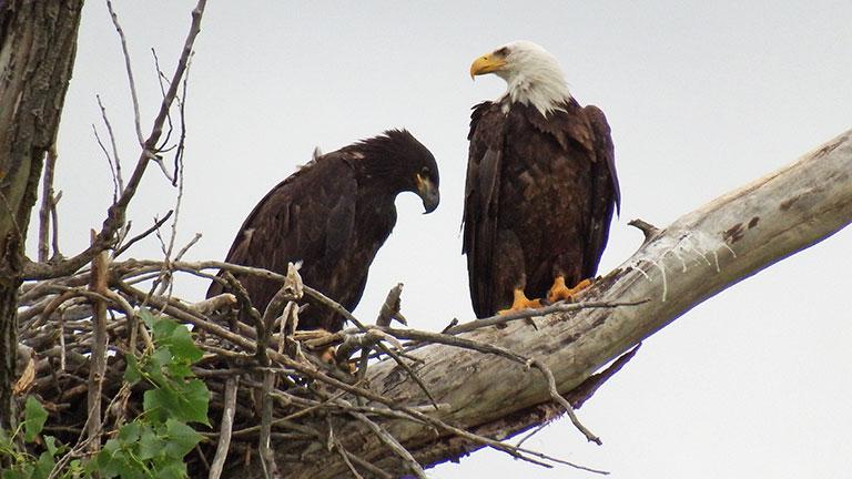 Bald eagle chick and parent near nest