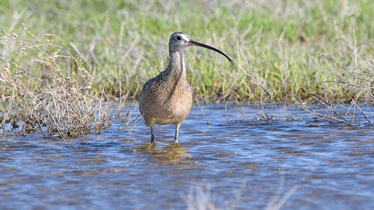 Long-billed curlew at wetland edge