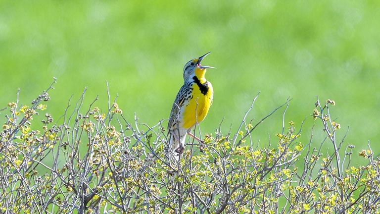 Meadowlark singing on bush