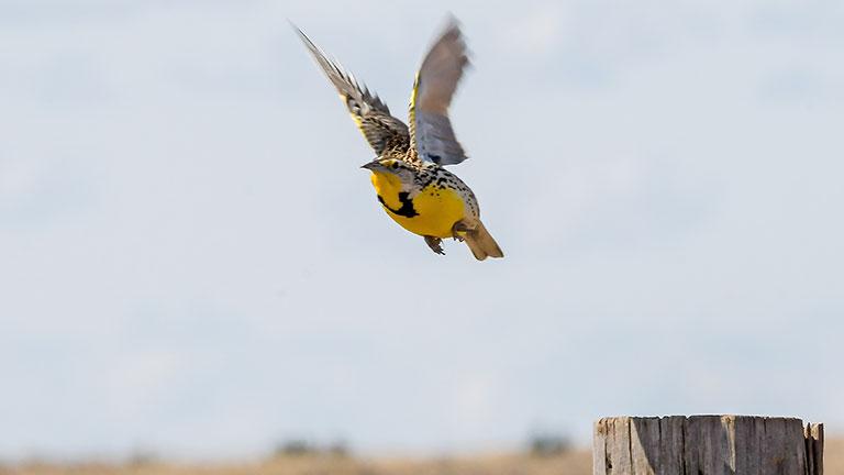 Meadowlark flying from post