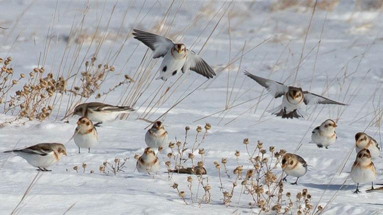 Snow bunting group in snow