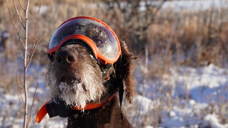 Hunting dog in snow goggles with ice hanging off muzzle