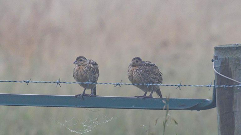 Two young pheasants on a fence in the fog