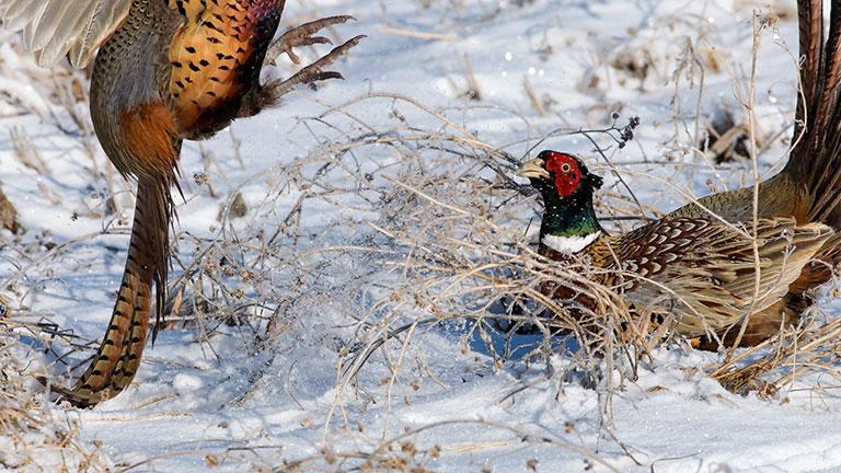 Two male pheasants fighting