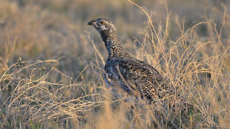 Sage grouse female in grass
