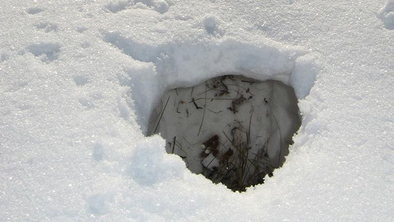 Sharptail snow cave (example to illustrate what gray partridge also do)