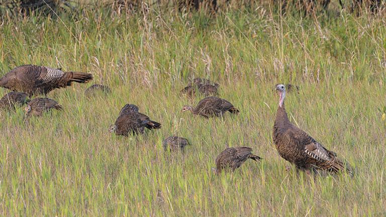 Turkey broods feeding in grass