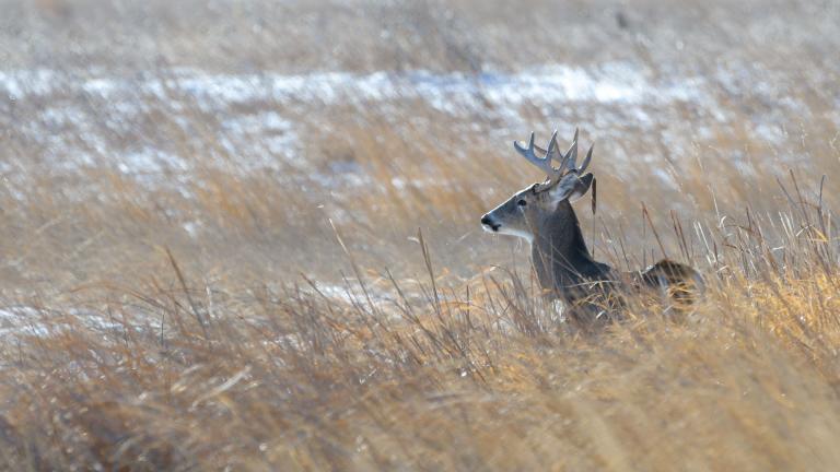 White-tailed buck on snowy prairie