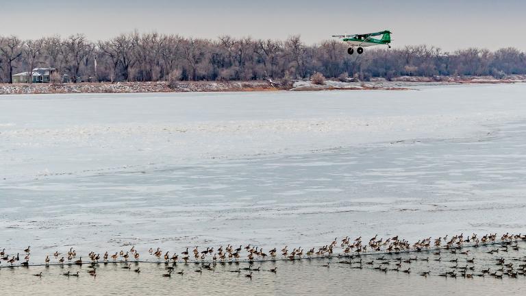 plane flying over geese on the ice