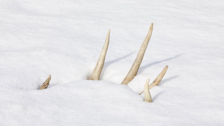 Antlers in snow