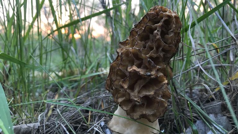 Morel growing in dead leaves and grass
