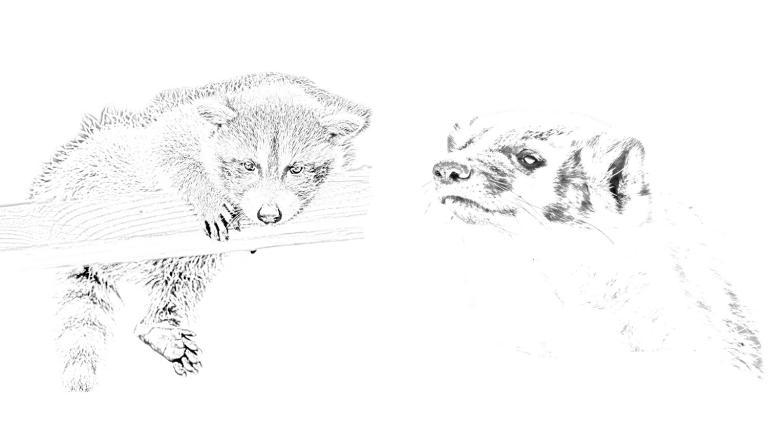 Drawing of a raccoon (left) and badger (right)