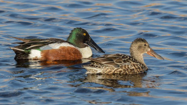 Northern shoveler pair swimming