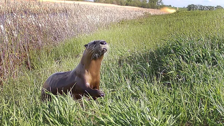 River otter caught on trailcam