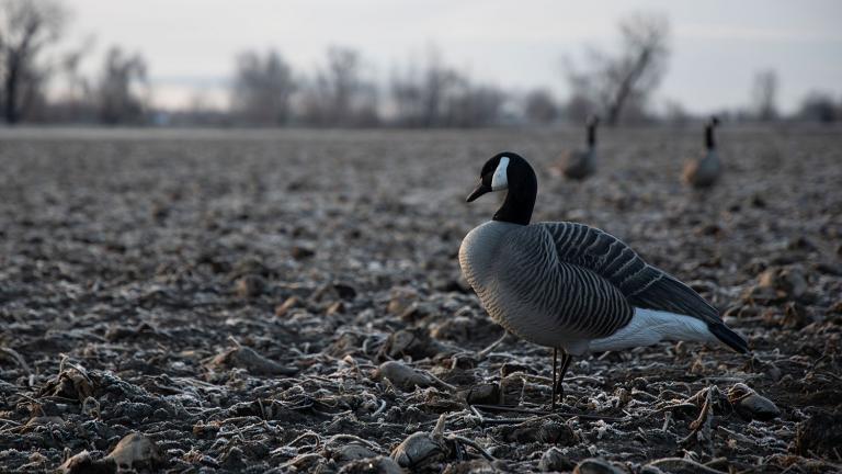 Goose decoy in field