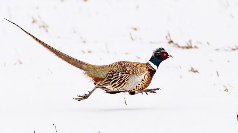Pheasant rooster running in snow