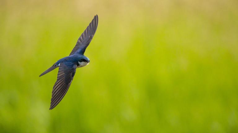 Tree swallow flying
