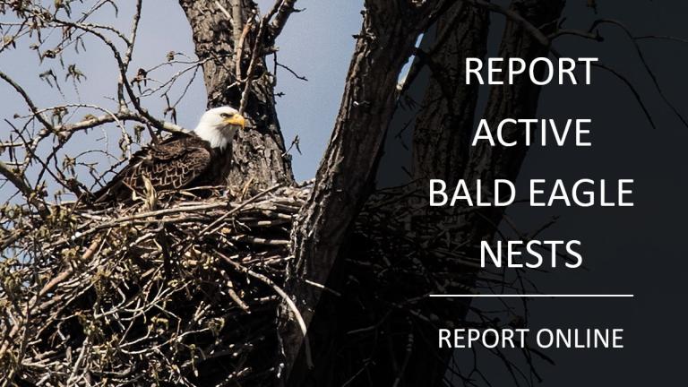 Report an active bald eagle nest online (Image - bald eagle on a nest)
