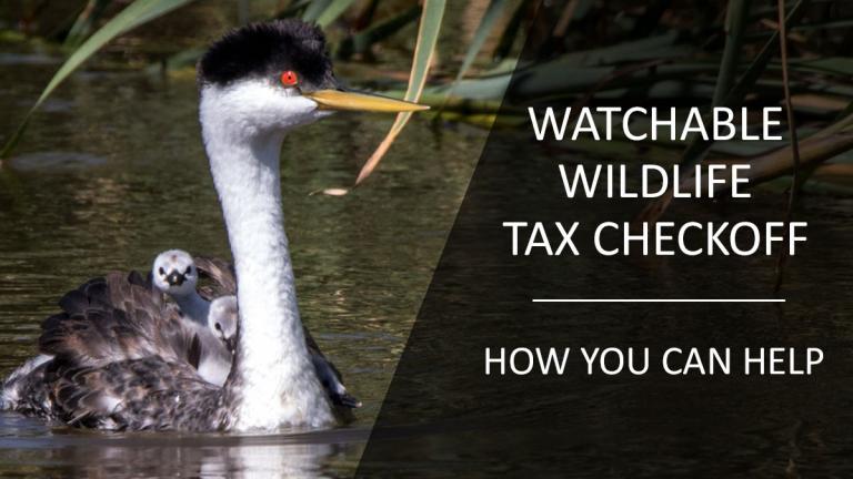 Go to Watchable Wildlife Fund information page (image western grebes)