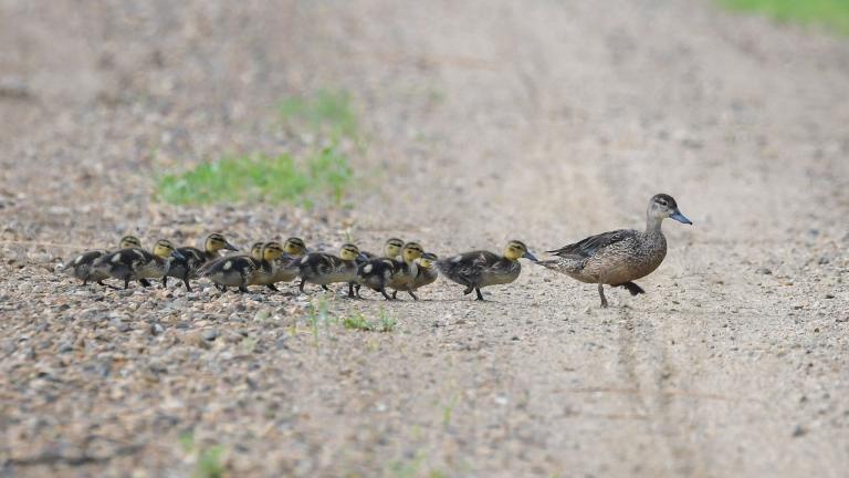 Duck brood crossing the road