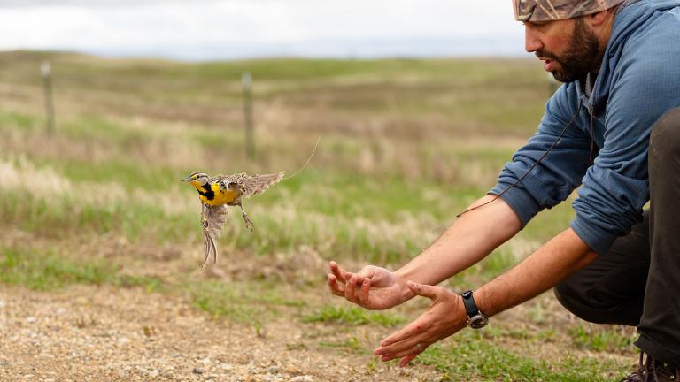 Researcher releasing tagged meadowlark
