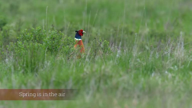 Pheasant rooster in grass