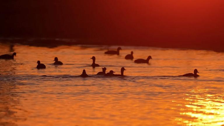 Ducks swimming at sunset