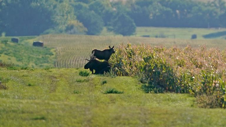 Bull moose lying beside cornfield with young moose behind it