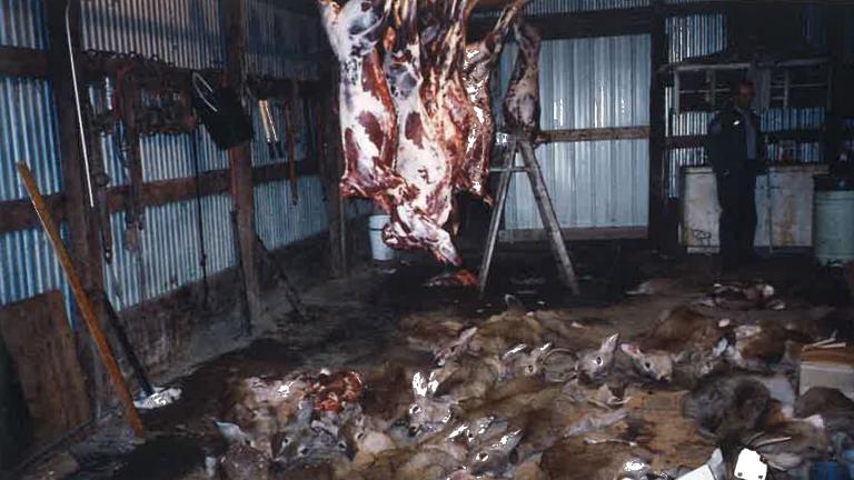 Poached deer being processed in a barn